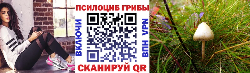 Галлюциногенные грибы Psilocybine cubensis  Купить закладки  Тбилисская 